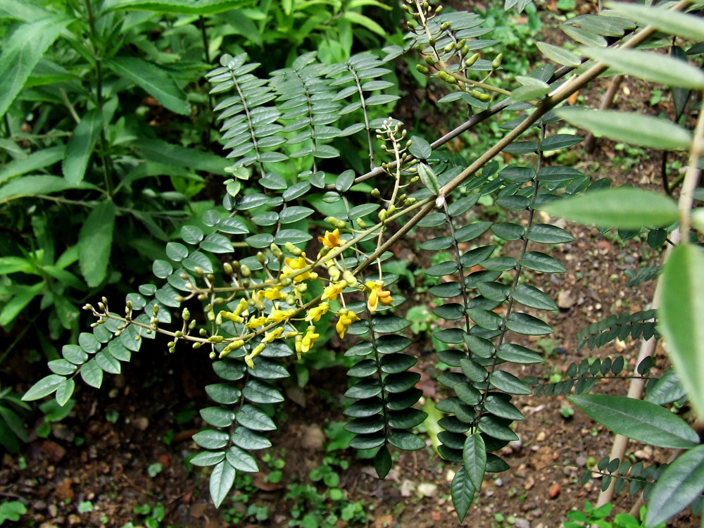 山豆根